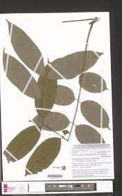 Image result for Pseudospondias