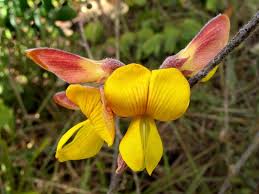 Image result for Eriosema