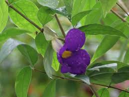 Image result for Thunbergia vogeliana