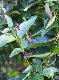 Image result for Vincetoxicum