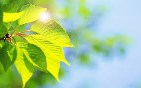 Theme Hd Wallpapers Very Wonderful Image Downloading Free For Laptop Screensaver Free Hd Wallpap Green Leaf Wallpaper Leaf Wallpaper Beautiful Nature Wallpaper
