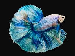 They can become very aggressive and they will typically start to fight each other. Grizzle Halfmoon Betta Male Betta Solutions