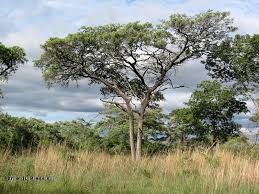 Image result for Hyperthelia dissoluta