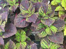 Coleus 'fishnet stockings' * botanical name: Fishnet Stockings Coleus Wells Medina Nursery