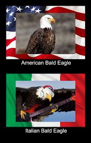 Italian Bald Eagle Davie504