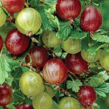 Check spelling or type a new query. Hinnomaki Gooseberry Fruits And Berries Veseys