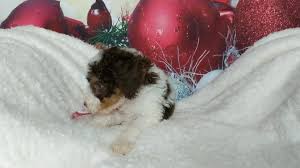 Check spelling or type a new query. Bernedoodle Puppies By Apple Creek Doodles F1b Bernedoodle Farley Facebook