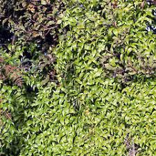 Image result for Asparagus asparagoides