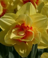 Narcissus Tahiti Double Narcissi Narcissi Flower Bulb Index Narcissus Flower Flowers Bulb Flowers