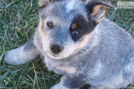 Find corgi basset dogs and puppies from tennessee breeders. Queensland Heeler For Sale Cattle Dogs Rule Blue Heeler Puppies Blue Heeler Dogs