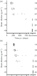 End Point Titration Of Scrapie Infectivity In Voles Serial