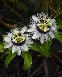 Image result for Passiflora edulis