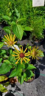 It was found growing in the wild, among o. Rudbeckia Subtomentosa Henry Eilers Black Eyed Susan From Colesville Nursery