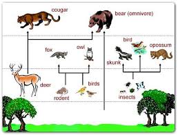 Food Web! - Congo Rainforest