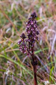 Image result for Hermannia grandistipula