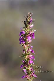 Image result for Muraltia