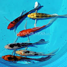 We offer many small koi for sale on our website store. Assorted Butterfly Koi Fish High Quality Koi Fish For Freshwater Garden Ponds