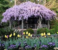 5 Tipps Fur Den Sichtschutz Im Garten Zaun Und Heckenpflanzen Garten Gartengestaltung Garten Pflanzen