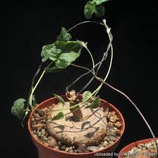 Image result for Ceropegia papillata