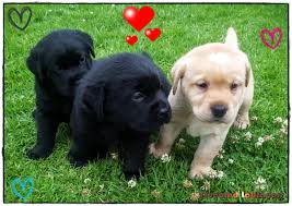 We provide aggregated results from multiple sources and sorted by user interest. Labrador Puppies For Sale Nsw Australia July 2021