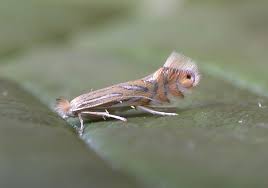 Image result for Phyllonorycter strigulatellus