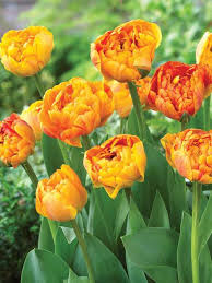 Craspedia flowers look like whispy yellow balls or bulbs on thin stems. Tulip Sun Lover Bluestone Perennials