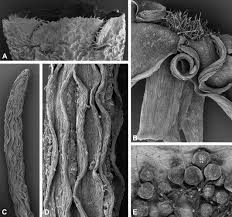 Image result for Tarenna leonardii