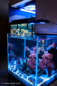 Led Lights That Make Corals Pop With Color