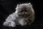 Persian Kittens For Sale by Reputable Breeders | Pets4You