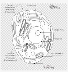 The rough er is responsible for the. Pflanzen Und Tierzelle Unbeschriftet Clipart Plant Cell Png Image Transparent Png Free Download On Seekpng