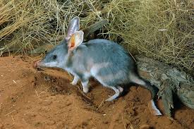 Pin On Bilby