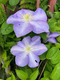 Image result for Clematis costata