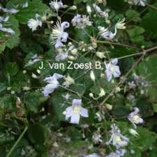 We did not find results for: Mrs Robert Brydon Clematis Mrs Robert Brydon Online Kaufen