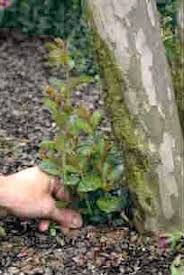 The roots should form quickly, probably in just three to four weeks. 130 Crape Myrtle Ideas In 2021 Crape Myrtle Myrtle Myrtle Tree
