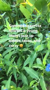 Image result for Commelina albescens