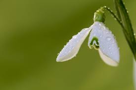 Snowdrops My Cure For The Mid Winter Doldrums Here By Design
