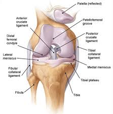 It allows the lower leg to move relative to the thigh while supporting the body's weight. Diagram Of Back Of Knee Ligaments Electrical Work Wiring Diagram