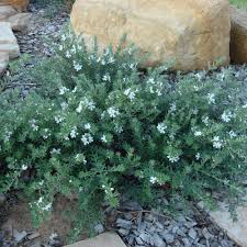 Image result for Westringia