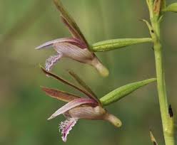 Image result for Holothrix nyasae