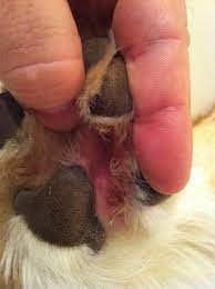 My Dog Is Licking The Bottom Of His Paws Ask A Vet