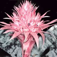 Pianta anthurium rosa alta 50/60 cm in confezione regalo. Aechmea Come Curare E Coltivare La Vostra Pianta Di Aechmea