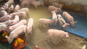 Salveaza cautarea ca alerta pe email. In Vizita La O Ferma De Porci De Langa Tasnad Youtube