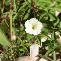 Image result for Merremia quinquefolia