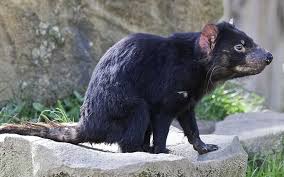 Follow de tasmania demonio and others on soundcloud. Demonio De Tasmania Caracteristicas Bioenciclopedia