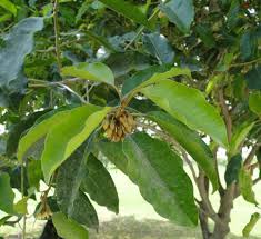 Image result for Mimusops afra