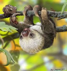 Nature S Kawaii Baby Sloth By Psithyrus On Deviantart Animals Beautiful Cute Baby Sloths Baby Sloth