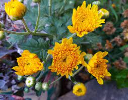 Golden Yellow Chrysanthemum Flower Chrysanthemum Flower Planting Flowers Flower Garden Design