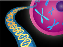 Gizmo cell division answer key : Cell Cycle