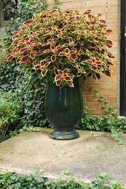 Coleus In Shade For 1 2 The Day I Only Have To Water Every 2 3 Days Coleus Offers More Consistent Top To Bottom C Shade Plants Container Plants Shade Plants
