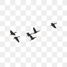 A Group Of Chinese Style Ink Birds Group Chinese Style Flying Bird Png Transparent Clipart Image And Psd File For Free Download In 2021 Flying Bird Silhouette Frame Border Design Birds Flying